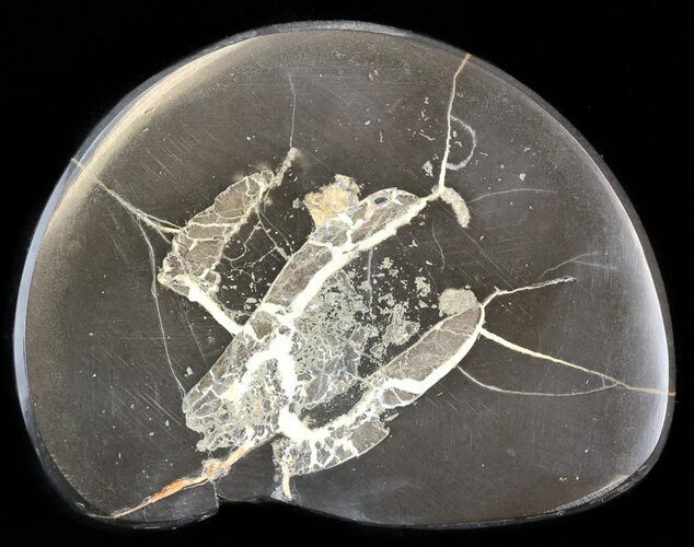 Polished Fish Coprolite (Fossil Poo) - Scotland #44696